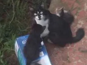 Gato raça Sem raça definida idade 2 a 6 meses nome Gatos