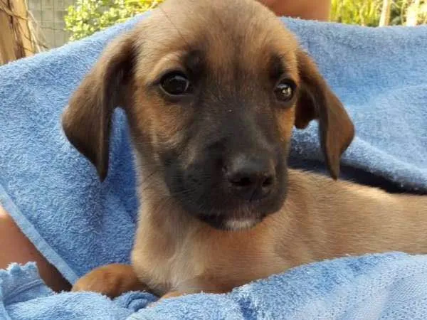Cachorro ra a srd idade 2 a 6 meses nome FILHOTES