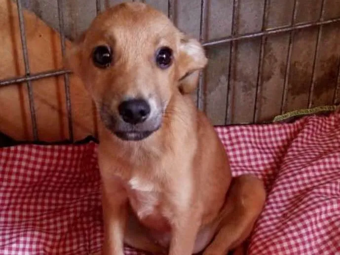 Cachorro ra a srd idade 2 a 6 meses nome FILHOTES