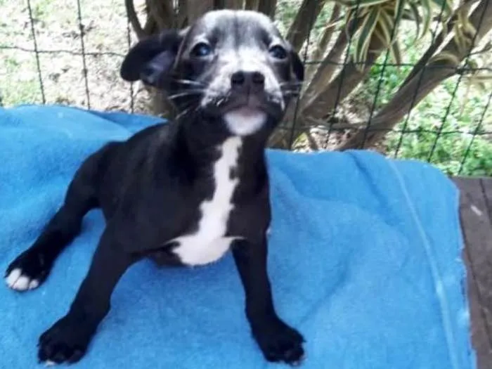 Cachorro ra a srd idade 2 a 6 meses nome FILHOTES