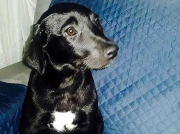 Cachorro ra a srd idade 2 a 6 meses nome Blue e Amora