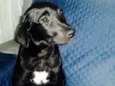 Blue e Amora