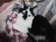 Milka