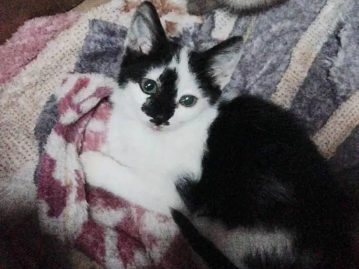 Gato ra a srd idade Abaixo de 2 meses nome Milka