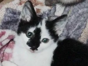 Gato raça srd idade Abaixo de 2 meses nome Milka