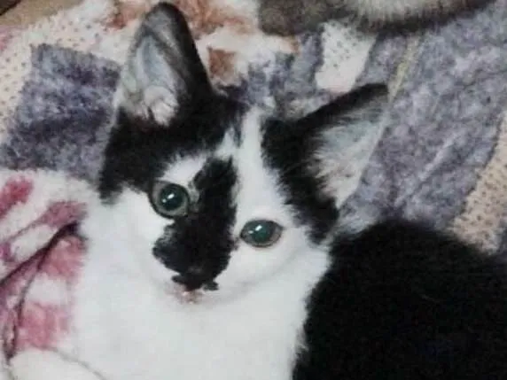 Gato ra a srd idade Abaixo de 2 meses nome Milka