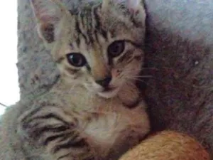Gato raça srd idade  nome Luke