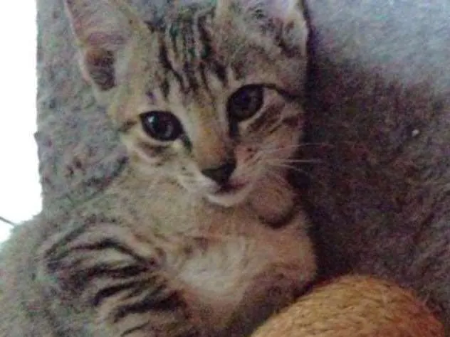 Gato ra a srd idade  nome Luke