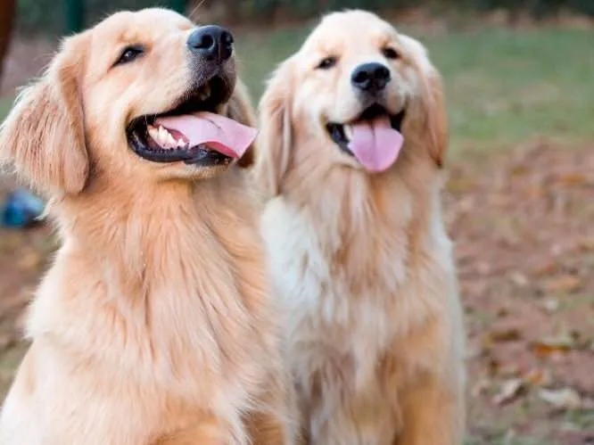 Cachorro ra a Golden Retriever idade 2 anos nome Furacão e Terremoto