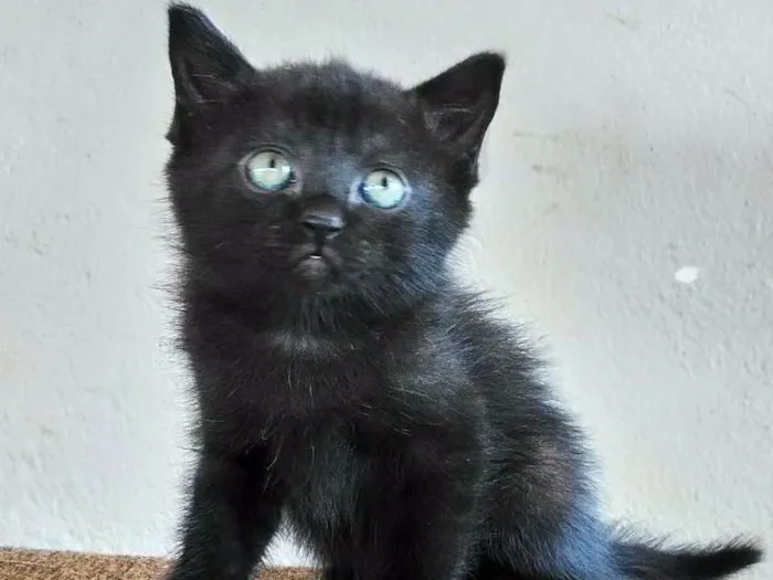 Gato ra a Indefinida idade 2 a 6 meses nome Indefinido
