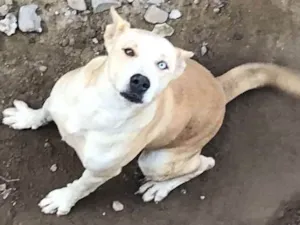 Cachorro raça  idade 5 anos nome Sindy