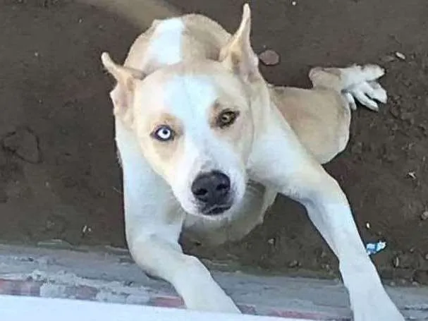 Cachorro raça  idade 5 anos nome Sindy