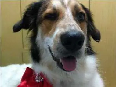 Cachorro ra a  idade 3 anos nome Bela