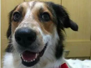 Cachorro ra a  idade 3 anos nome Bela