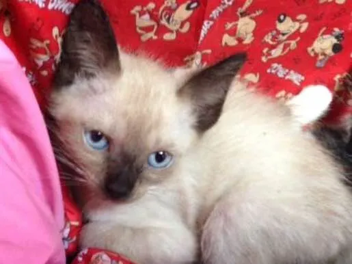 Gato ra a  idade  nome FILHOTES
