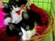 Gatinhos frajolas