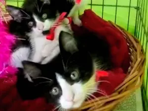 Gato raça Srd idade Abaixo de 2 meses nome Gatinhos frajolas
