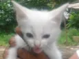 Mimi