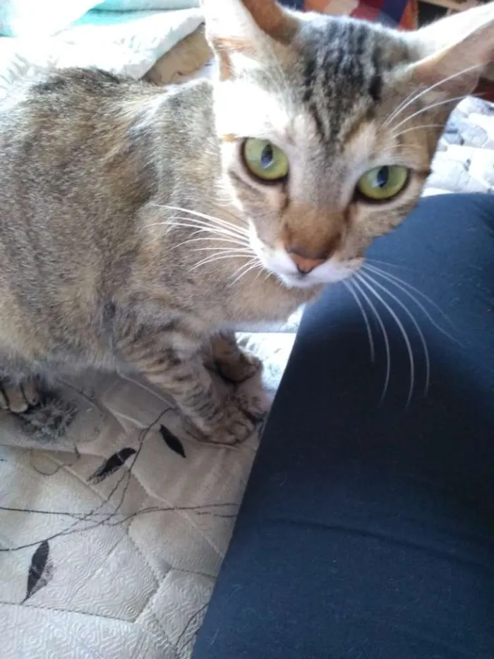 Gato ra a SRD idade 1 ano nome Jujuba