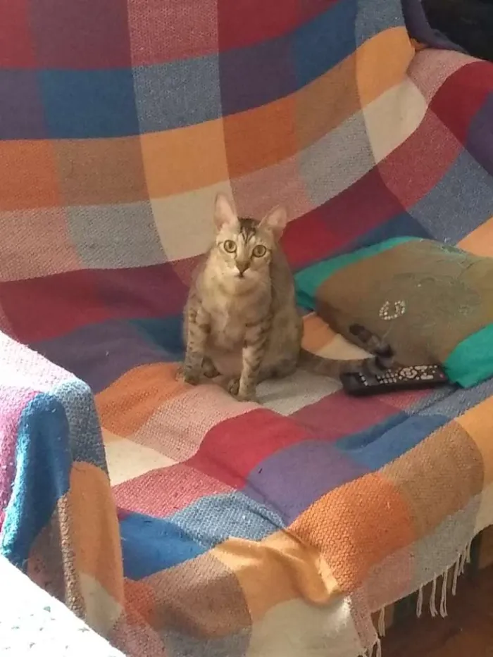 Gato ra a SRD idade 1 ano nome Jujuba