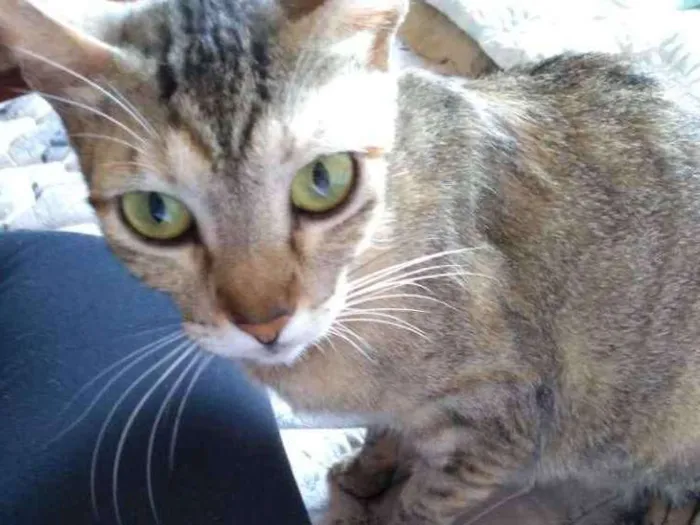 Gato ra a SRD idade 1 ano nome Jujuba