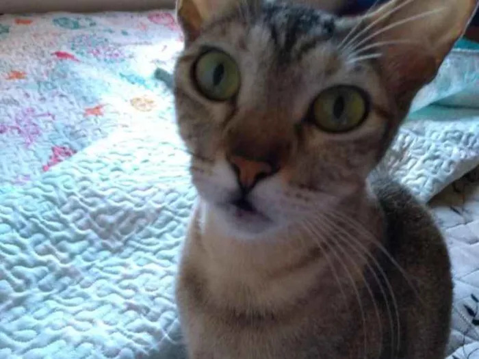 Gato ra a SRD idade 1 ano nome Jujuba