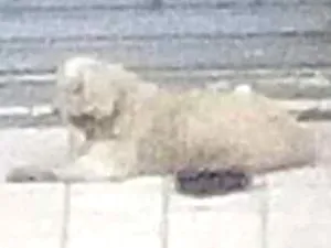 Cachorro raça Indefinida idade 6 ou mais anos nome Desconhecido