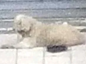 Cachorro raça Indefinida idade 6 ou mais anos nome Desconhecido