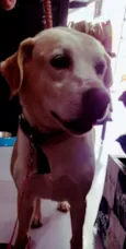Labradora