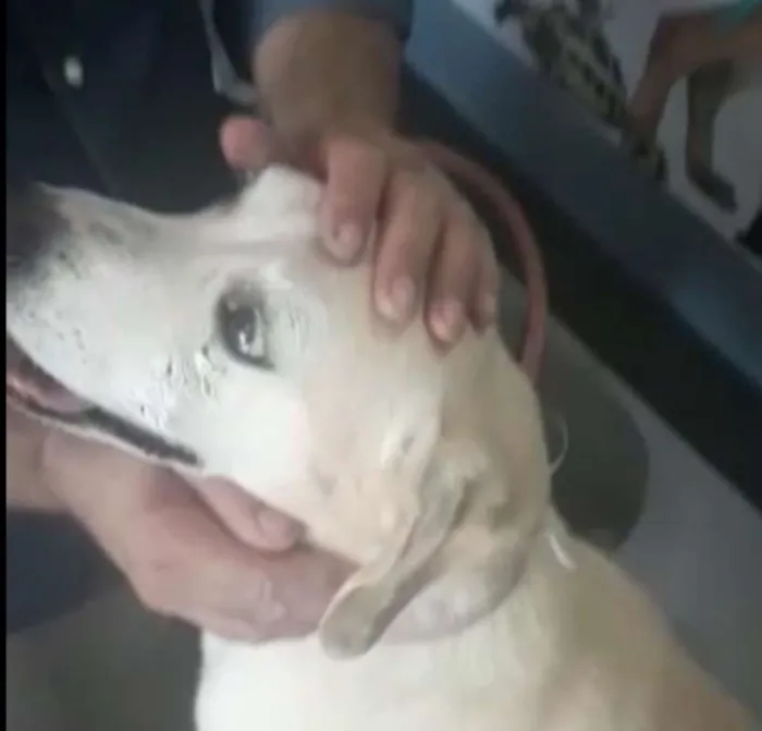Cachorro ra a Labrador idade 6 ou mais anos nome Labradora