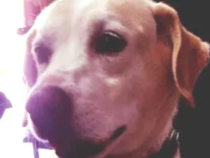 Cachorro raça Labrador idade 6 ou mais anos nome Labradora