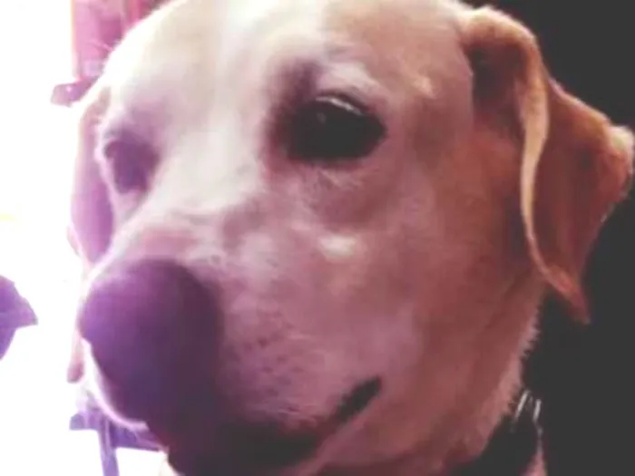 Cachorro ra a Labrador idade 6 ou mais anos nome Labradora