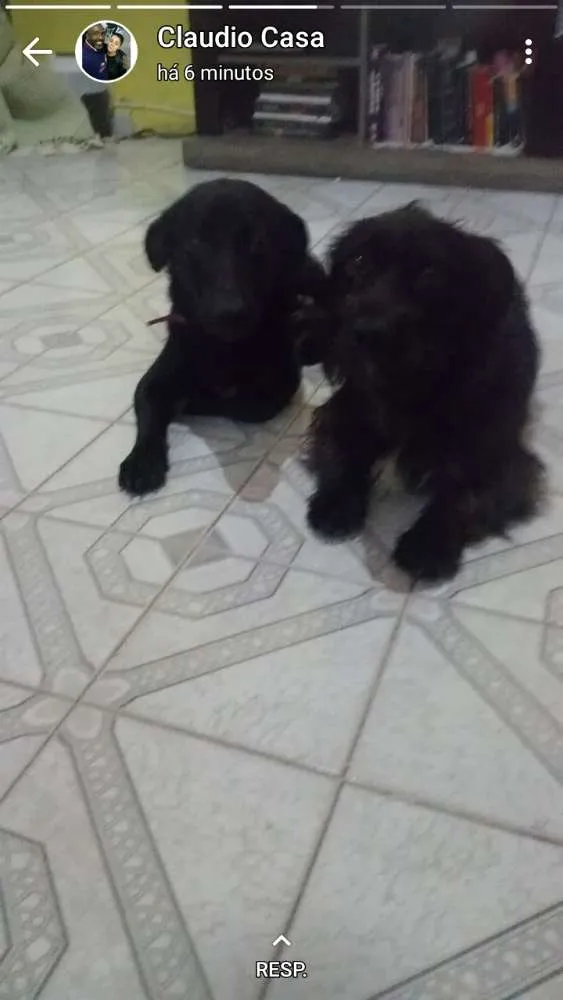 Cachorro ra a SRD idade 7 a 11 meses nome Sem Nome