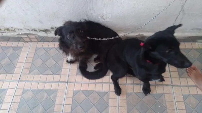Cachorro ra a SRD idade 7 a 11 meses nome Sem Nome
