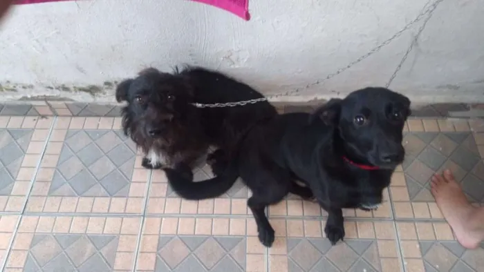 Cachorro ra a SRD idade 7 a 11 meses nome Sem Nome