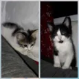 Tom e Tikinha