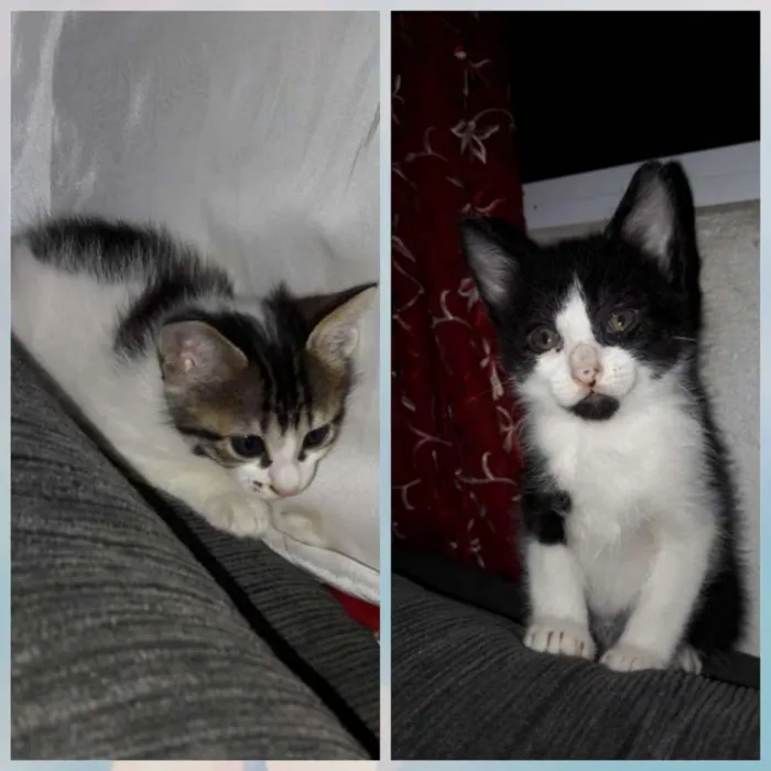 Gato ra a SRD idade 2 a 6 meses nome Tom e Tikinha
