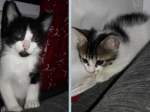 Gato raça SRD idade 2 a 6 meses nome Tom e Tikinha