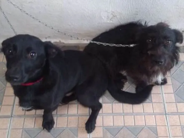 Cachorro ra a SRD idade 7 a 11 meses nome Sem Nome