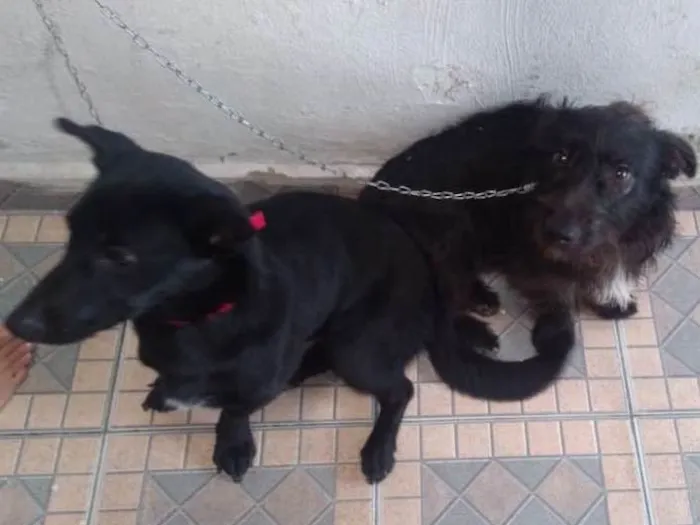 Cachorro ra a SRD idade 7 a 11 meses nome Sem Nome