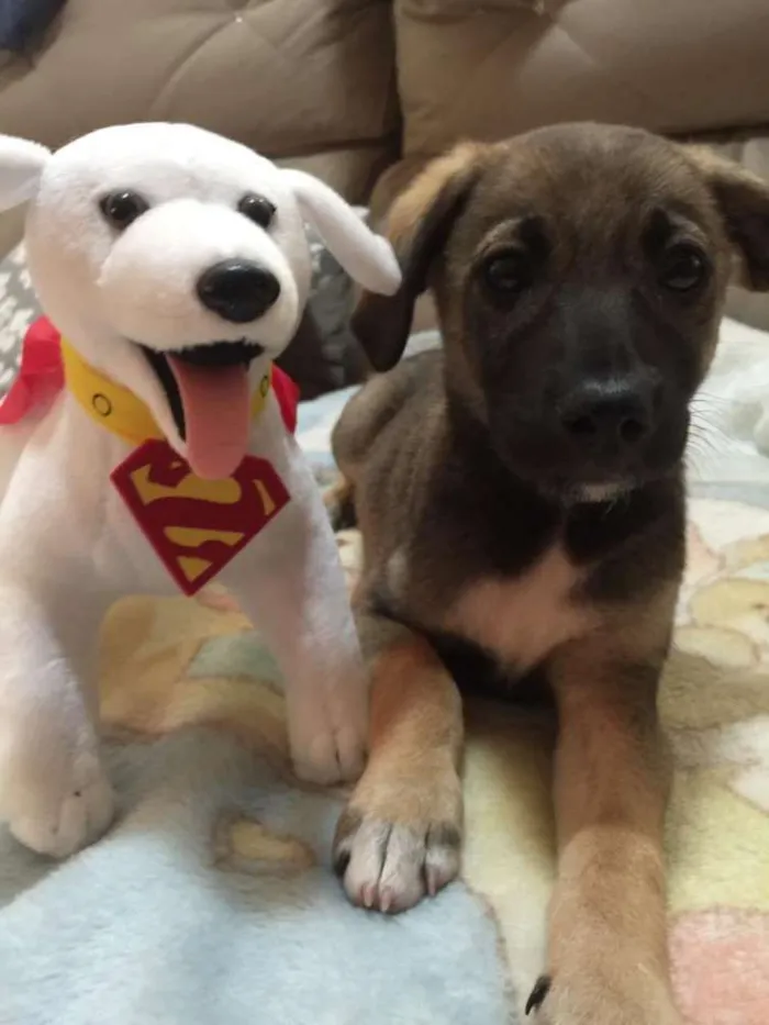 Cachorro ra a SRD idade 2 a 6 meses nome Tony