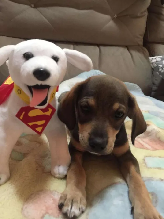Cachorro ra a SRD idade 2 a 6 meses nome Jimmy