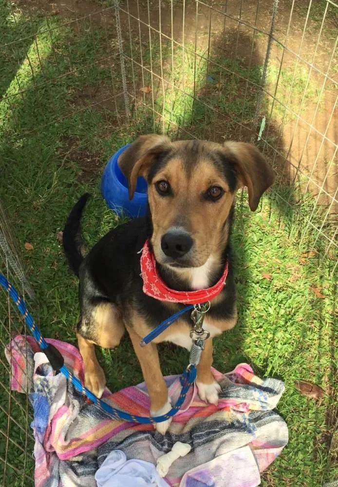 Cachorro ra a SRD idade 7 a 11 meses nome Max