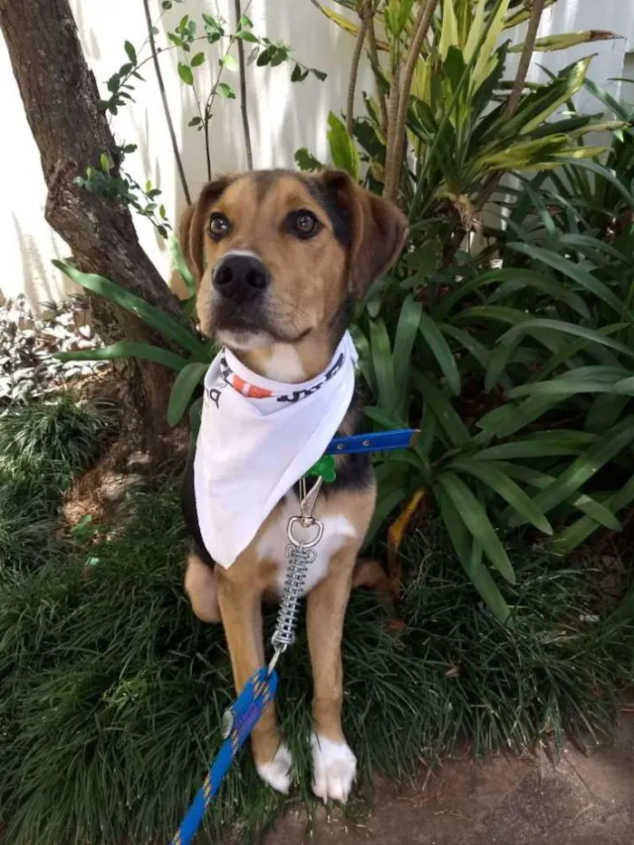 Cachorro ra a SRD idade 7 a 11 meses nome Max