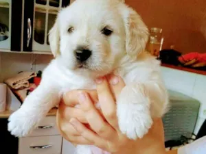 Cachorro raça Raça indefinida idade Abaixo de 2 meses nome Sem nomes