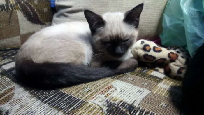 Gato ra a Srd idade 2 a 6 meses nome Pelé e mel