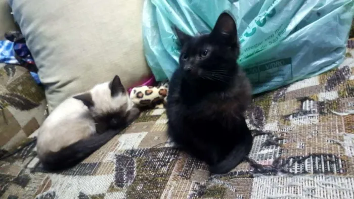 Gato ra a Srd idade 2 a 6 meses nome Pelé e mel