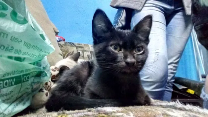 Gato ra a Srd idade 2 a 6 meses nome Pelé e mel