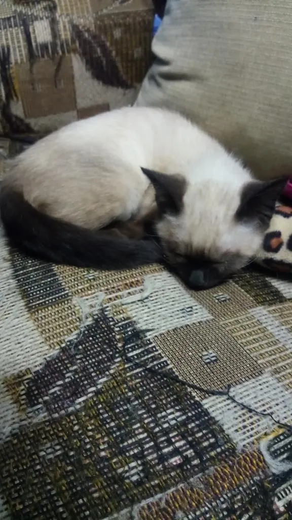 Gato ra a Srd idade 2 a 6 meses nome Pelé e mel