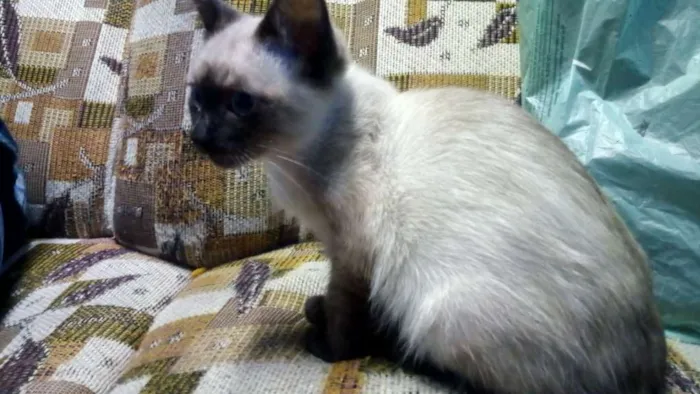 Gato ra a Srd idade 2 a 6 meses nome Pelé e mel
